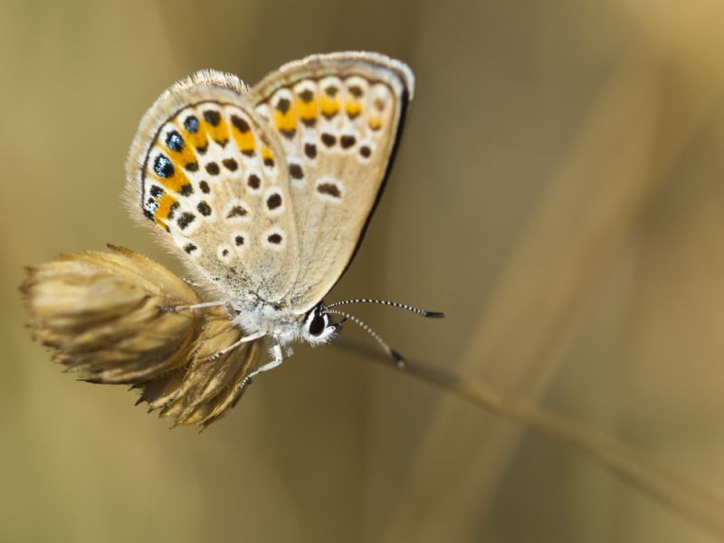 Plebejus argus?  S !